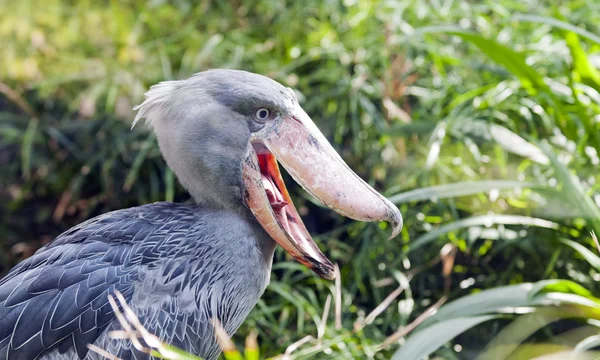 Shoebill, Whalehead — Φωτογραφία Αρχείου