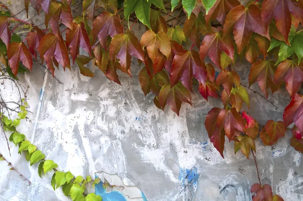 Ένα ivy και τοίχο — Φωτογραφία Αρχείου