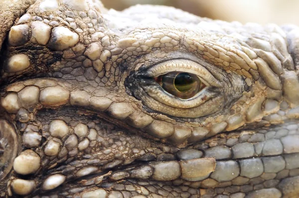 Iguana di roccia cubana — Foto Stock