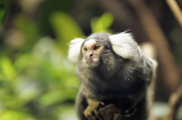 Un retrato de un pequeño mono — Foto de Stock