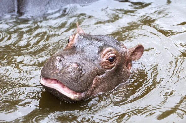 Ein Baby-Nilpferd — Stockfoto