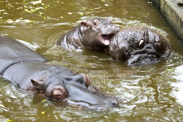 Een baby-nijlpaard — Stockfoto