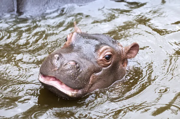 Un hipopótamo bebé —  Fotos de Stock