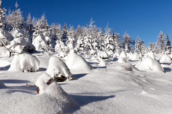 Inverno e foresta — Foto Stock