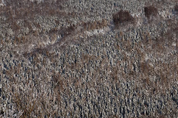 Bosque en invierno —  Fotos de Stock