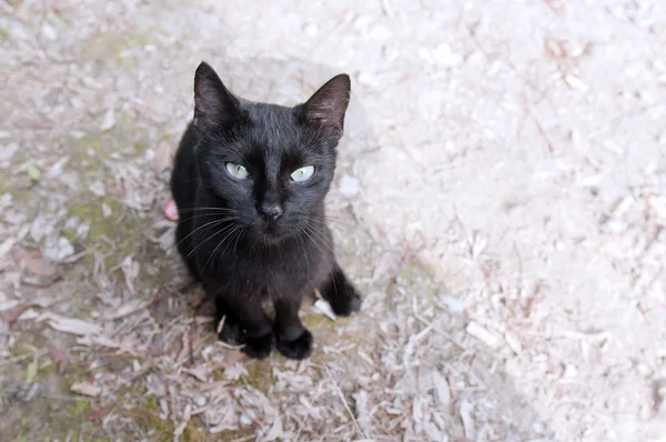 Um gato preto — Fotografia de Stock