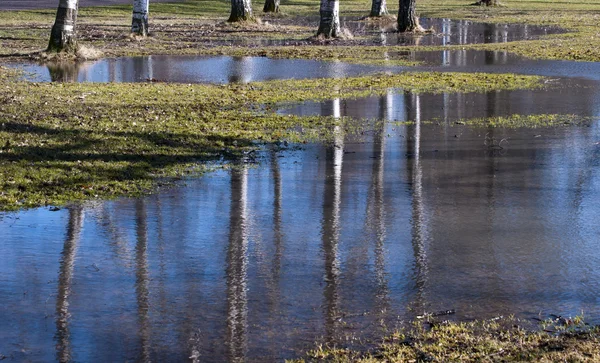 Alberi e acqua — Foto Stock