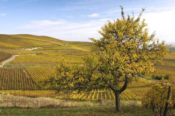 A tree and vineyards in autumn — Stock Photo, Image