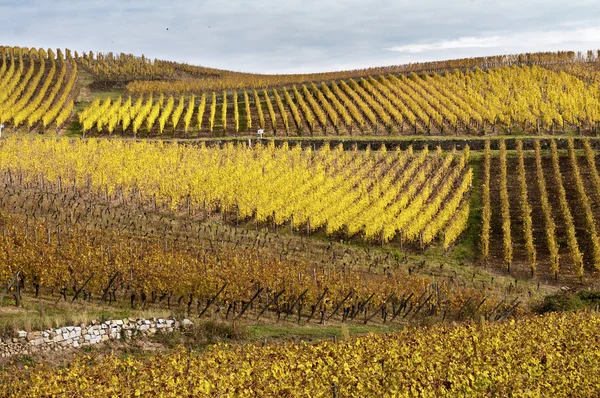 Vigneti in autunno — Foto Stock