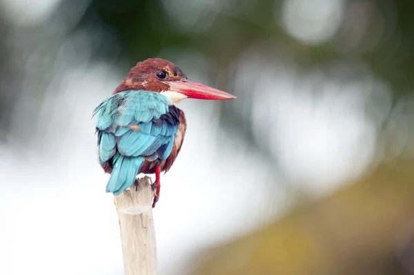 Un martin-pêcheur — Photo