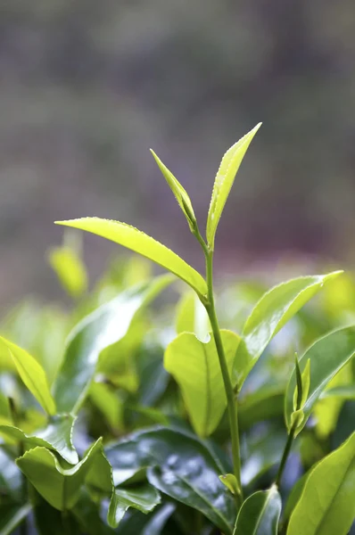 Campo de árbol de té —  Fotos de Stock