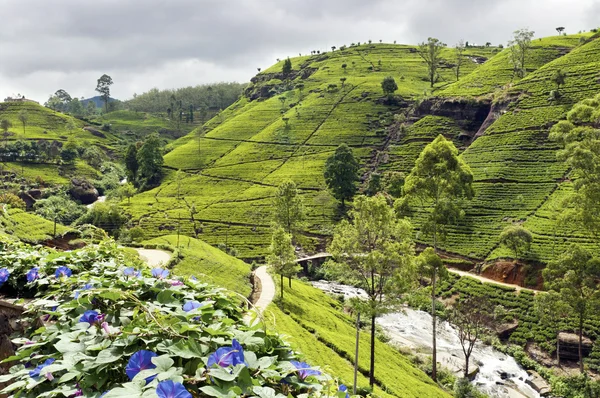 Tea Tree Field — Stock Photo, Image