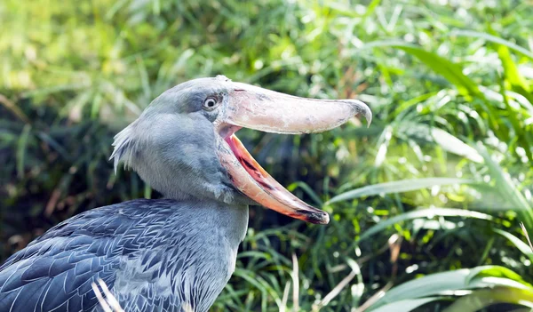 Calzado, cabeza de ballena —  Fotos de Stock