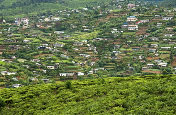 Tea Tree Field and vegetable gardens — Stock Photo, Image