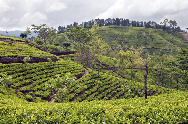 Campo de árbol de té — Foto de Stock