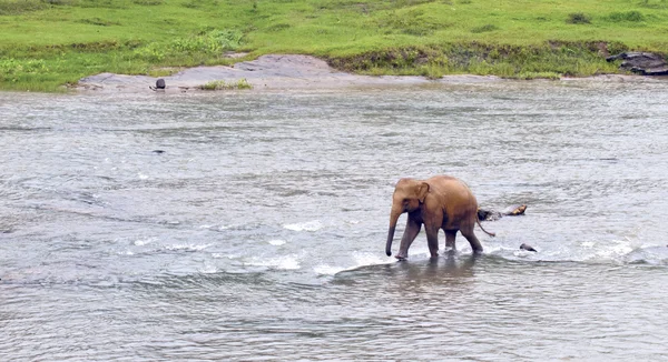 Jovem elefante no rio — Fotografia de Stock