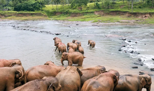 Elephants in the river — Stock Photo, Image