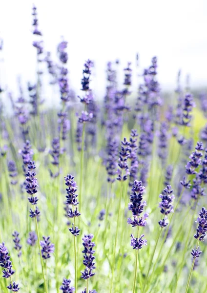 Lavender — Stok Foto