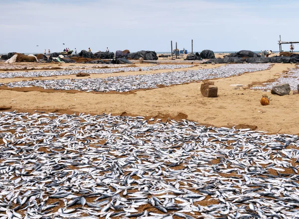 Drying fish on the shore — Stock Photo, Image