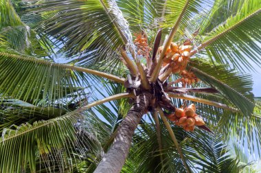 palm taç için arıyorsunuz