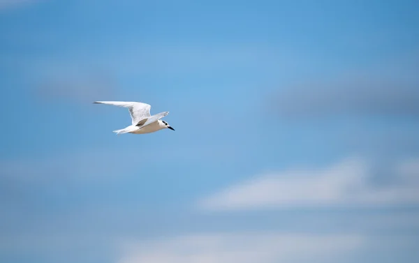 Gull-billed Tern — Stock Photo, Image