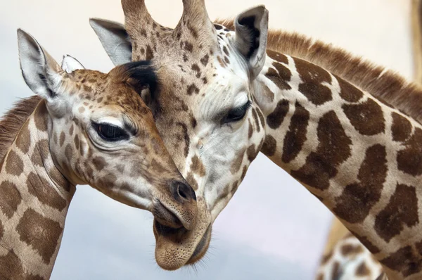 Giraffen — Stockfoto