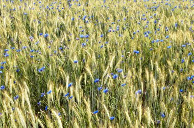 Bir Peygamber Çiçeği