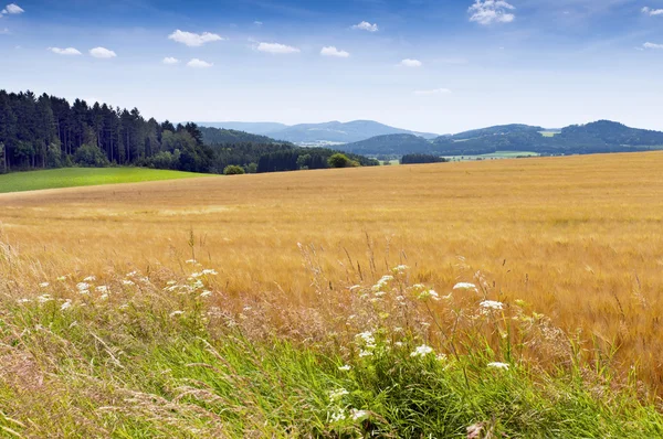 Sommarlandskap — Stockfoto