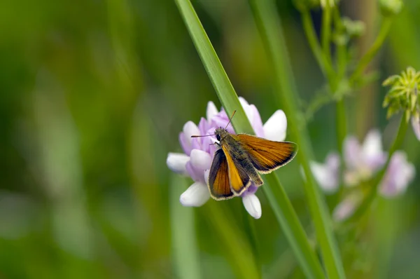 Mariposa y flor —  Fotos de Stock