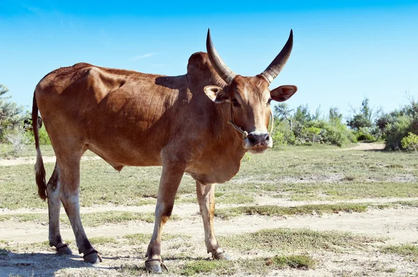 Zebu — Stockfoto