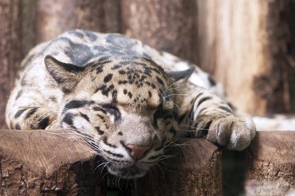 Leopardo nuvoloso — Foto Stock