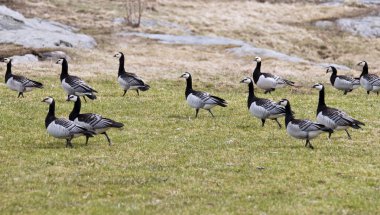 siyah kazlar, branta