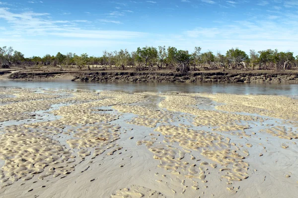 Mangrove — Stockfoto