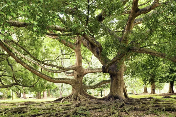 Ficus Benjamina — Fotografia de Stock