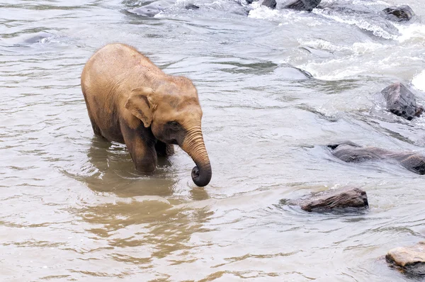 Unga elefant i floden — Stockfoto