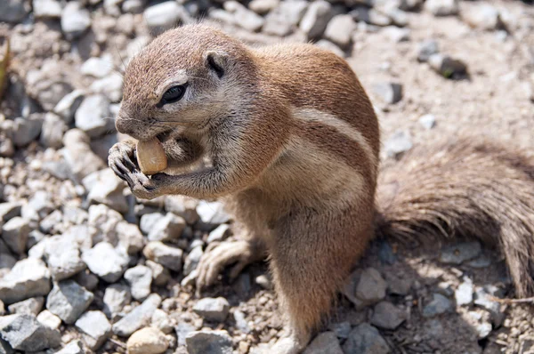 Cape Ground Squirrel — Stock Photo, Image