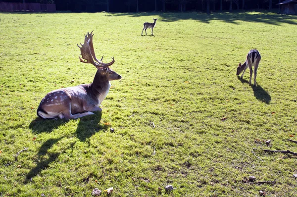 Cerfs de jachère — Photo