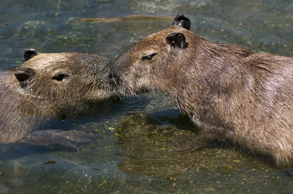 Capivara — Fotografia de Stock