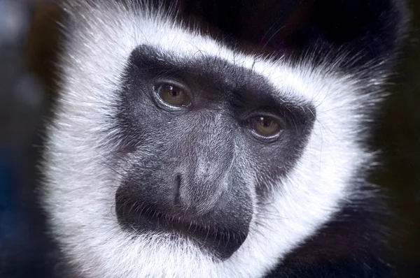 Face of Mantled guereza — Stock Photo, Image