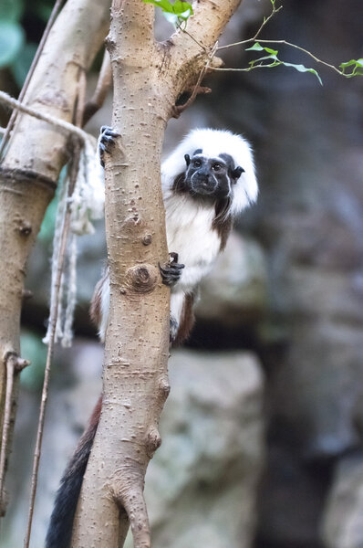 Cottontop tamarin