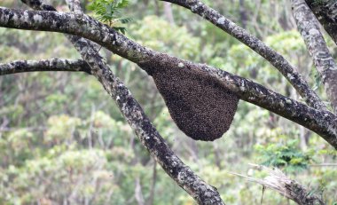 Asya bal arısı, Doğu bal arısı