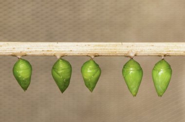 Kelebekler pupa