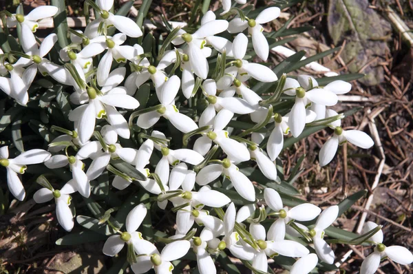 Snowdrops, Galanthus — Stock Photo, Image