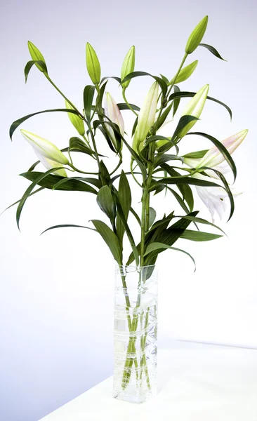 A Lily — Stock Photo, Image