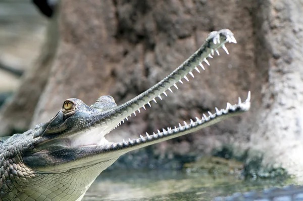 Hint gharial — Stok fotoğraf