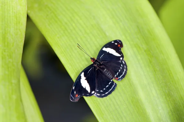 Mariposa negra tropical — Foto de Stock