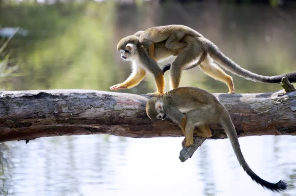 Macaco-esquilo — Fotografia de Stock