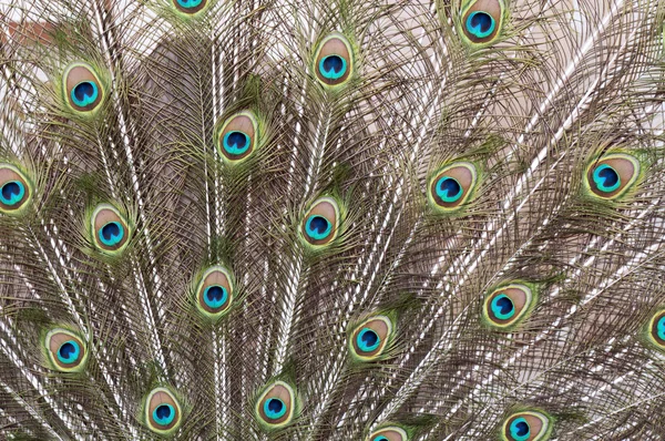 Peacock — Stock Photo, Image