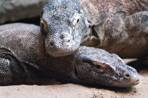 Komodo dragon — Stock Photo, Image