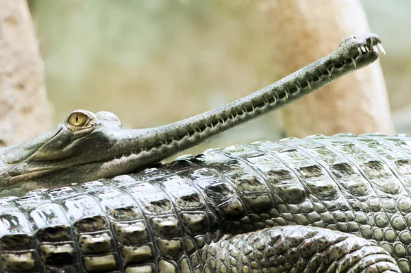 Gaviale indiano — Foto Stock